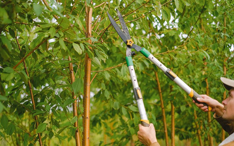 Tree trimming in Elberon, IA